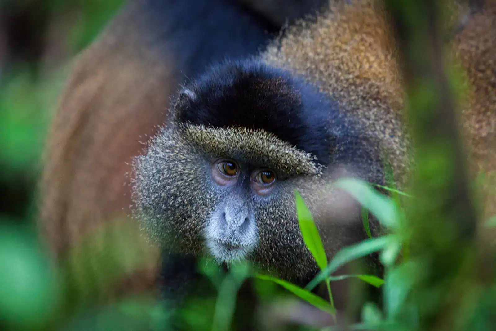 8 Days Volcanoes and Nyungwe Park Safari