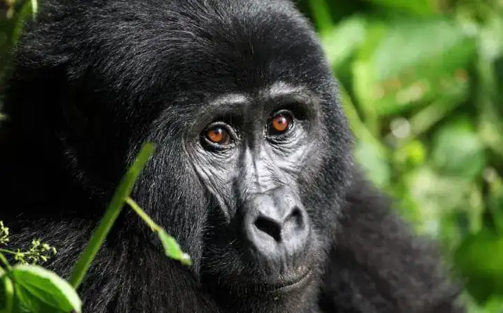 1 Day Rwanda Gorilla Safari Tour