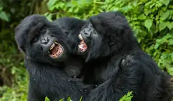Gorilla Trekking Families