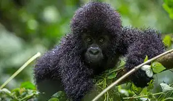 Gorilla permits to Volcanoes Park