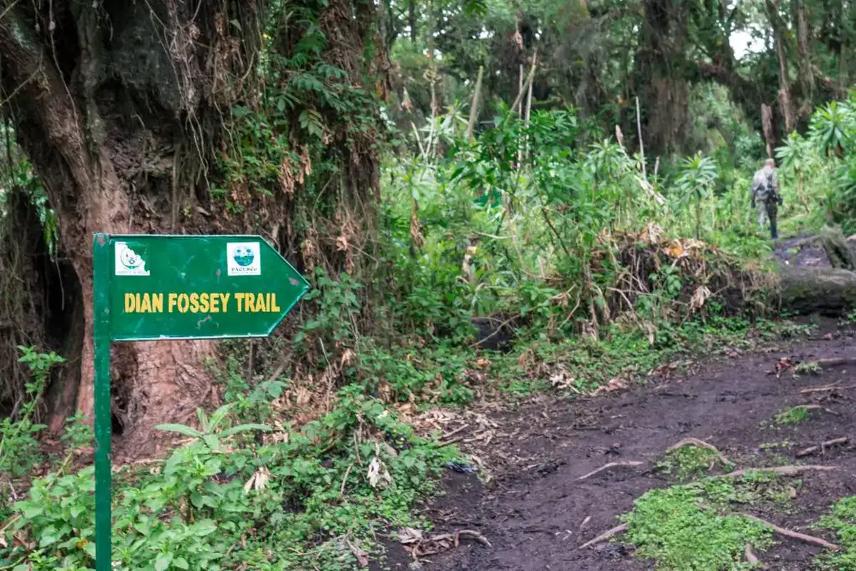 The Dian Fossey Trail