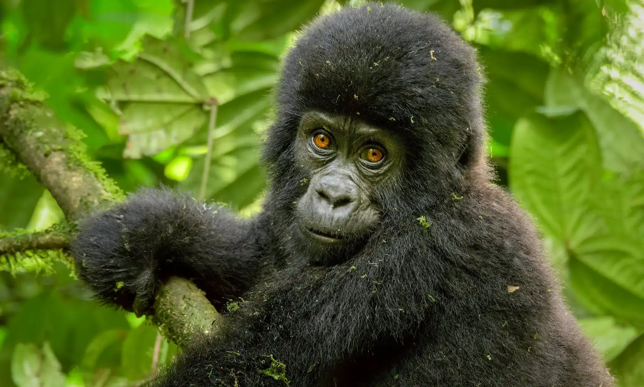 2 days Rwanda Gorilla Safari