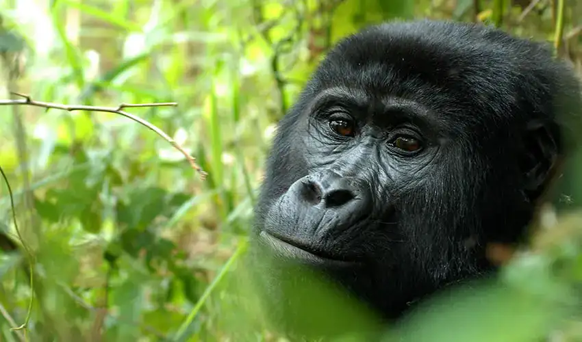 3 Days Rwanda Gorilla and Golden Monkey Trekking Safari