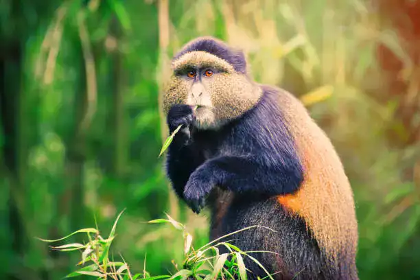 Golden monkey in Volcanoes