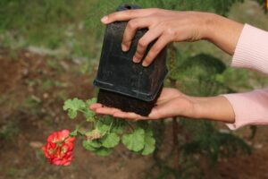 Verde urbano per un’aria migliore: l’importanza della natura nelle città