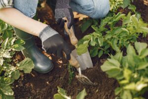 Milano e il sogno di Forestami: tre milioni di alberi per la città