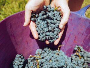 La Vendemmia Anticipata: Soluzioni Innovative per Affrontare il Caldo Estremo