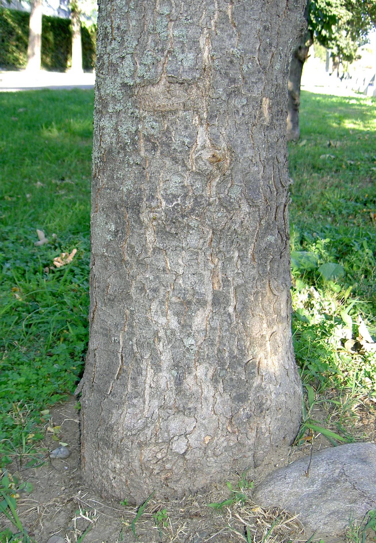 Scorza