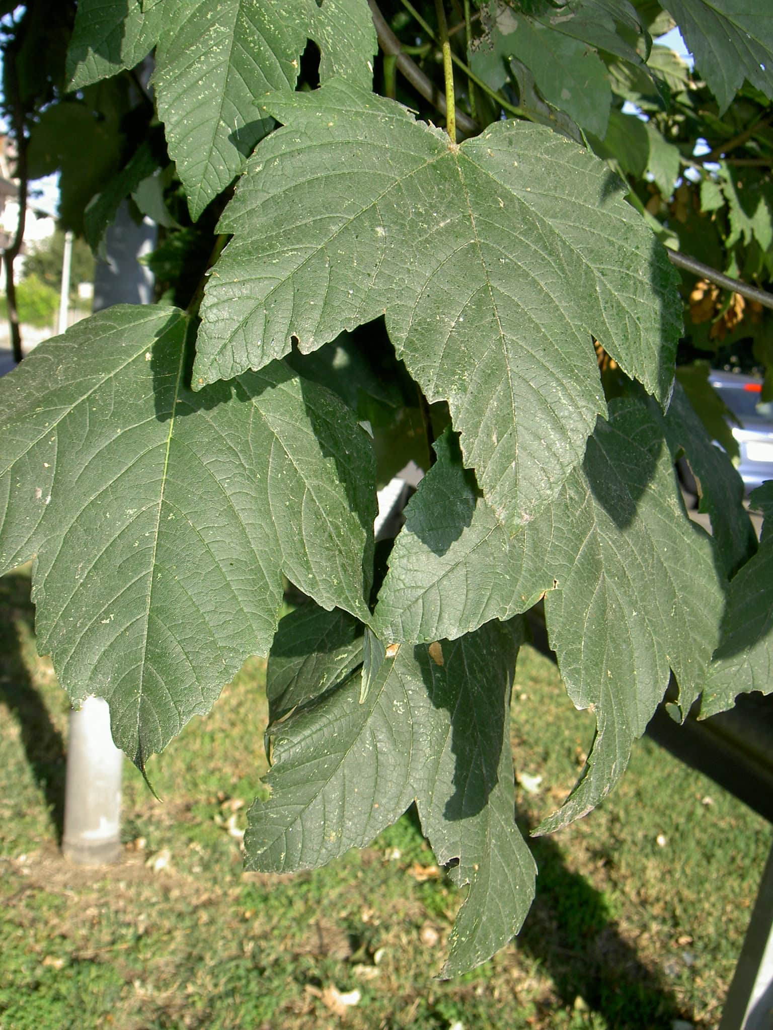 Foglie