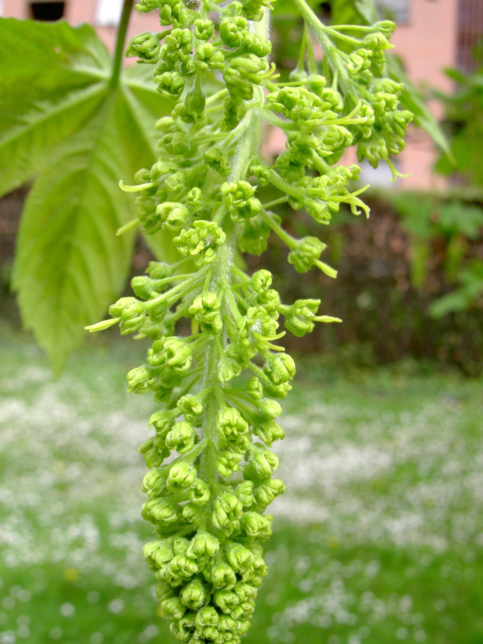 Fiori bisessuali