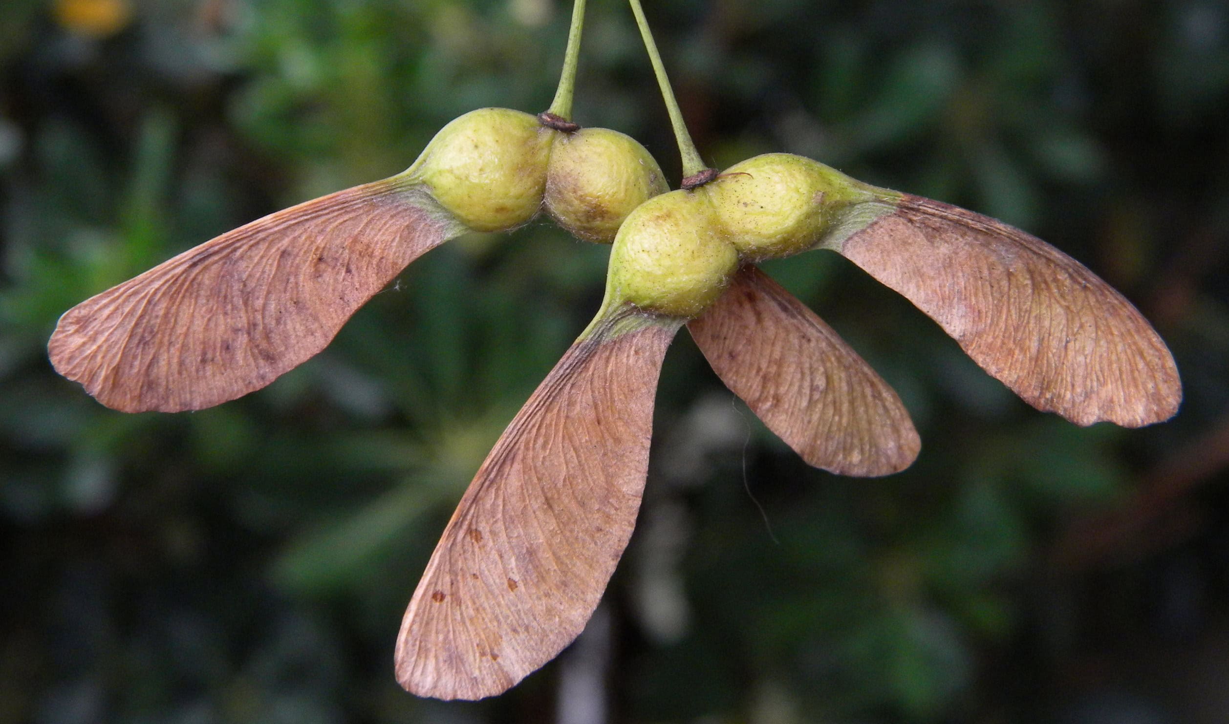 Frutti – dettaglio
