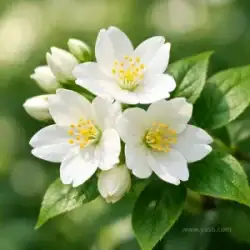   خرید گل و گیاه عمده|فروش گل و گیاه عمده تهران