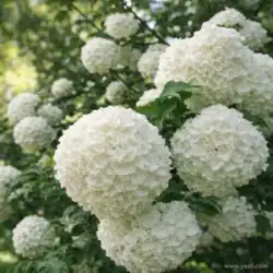   خرید گل و گیاه عمده|فروش گل و گیاه عمده تهران