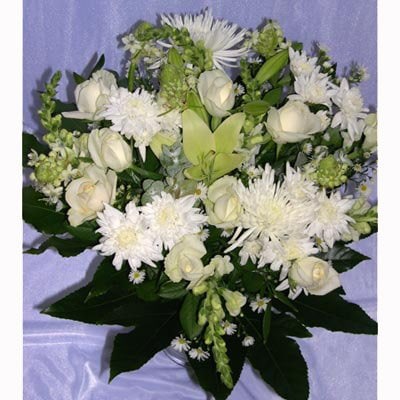 פרח בר - פרח בר - עמק חפר - נתניה