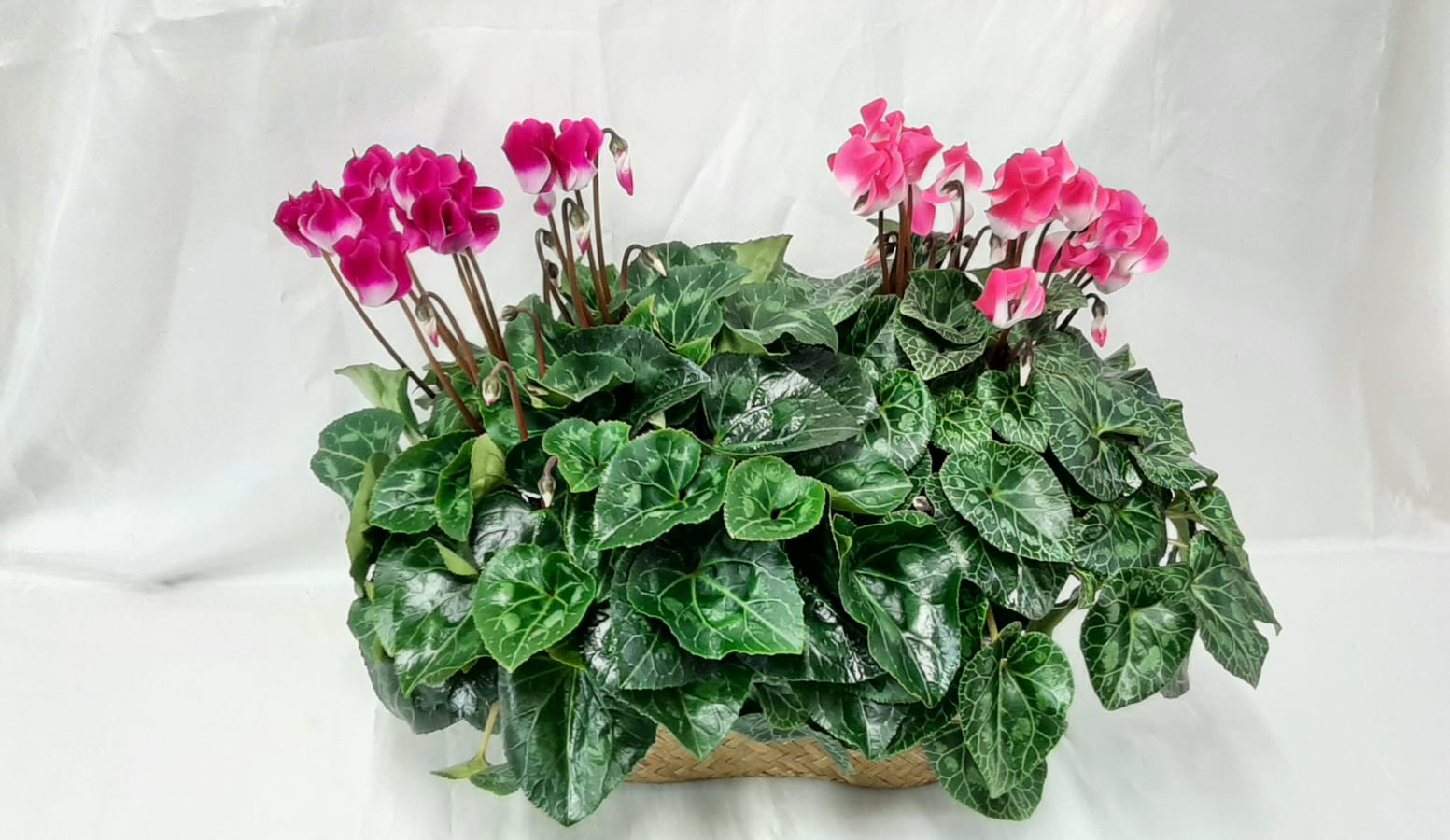 רקפות צבעוניות בסלסלת קש - פרחי צבר - רמת השרון