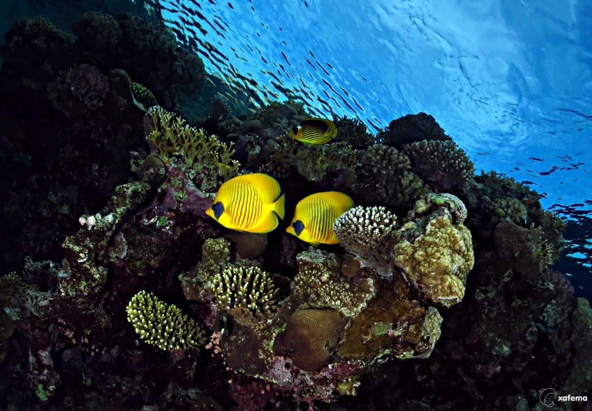 15400761654_3739abc701_o