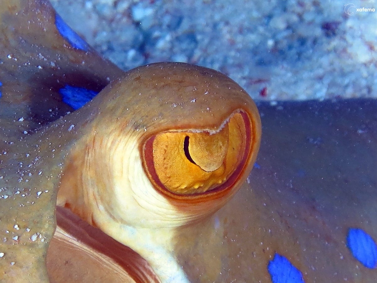 15836964009_3248901f53_o