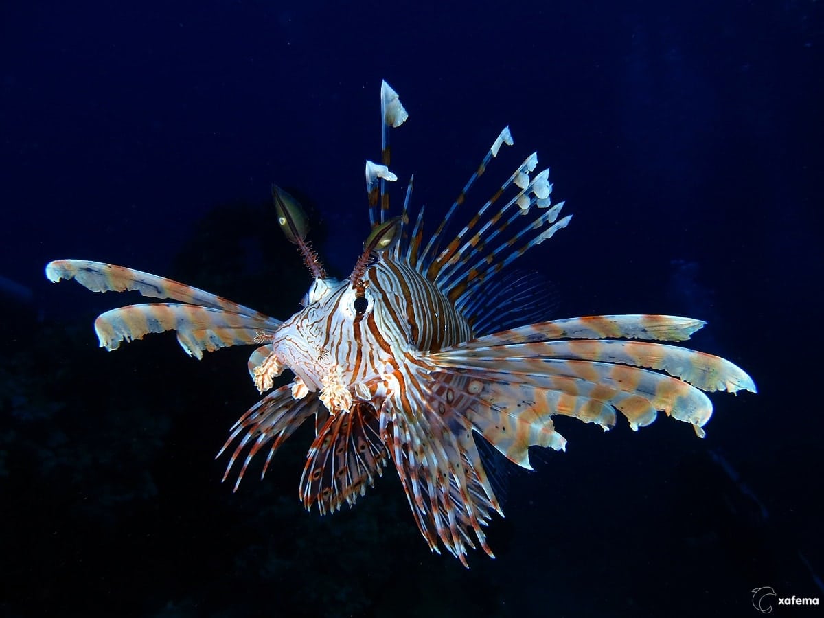 15836964379_56ede7f101_o