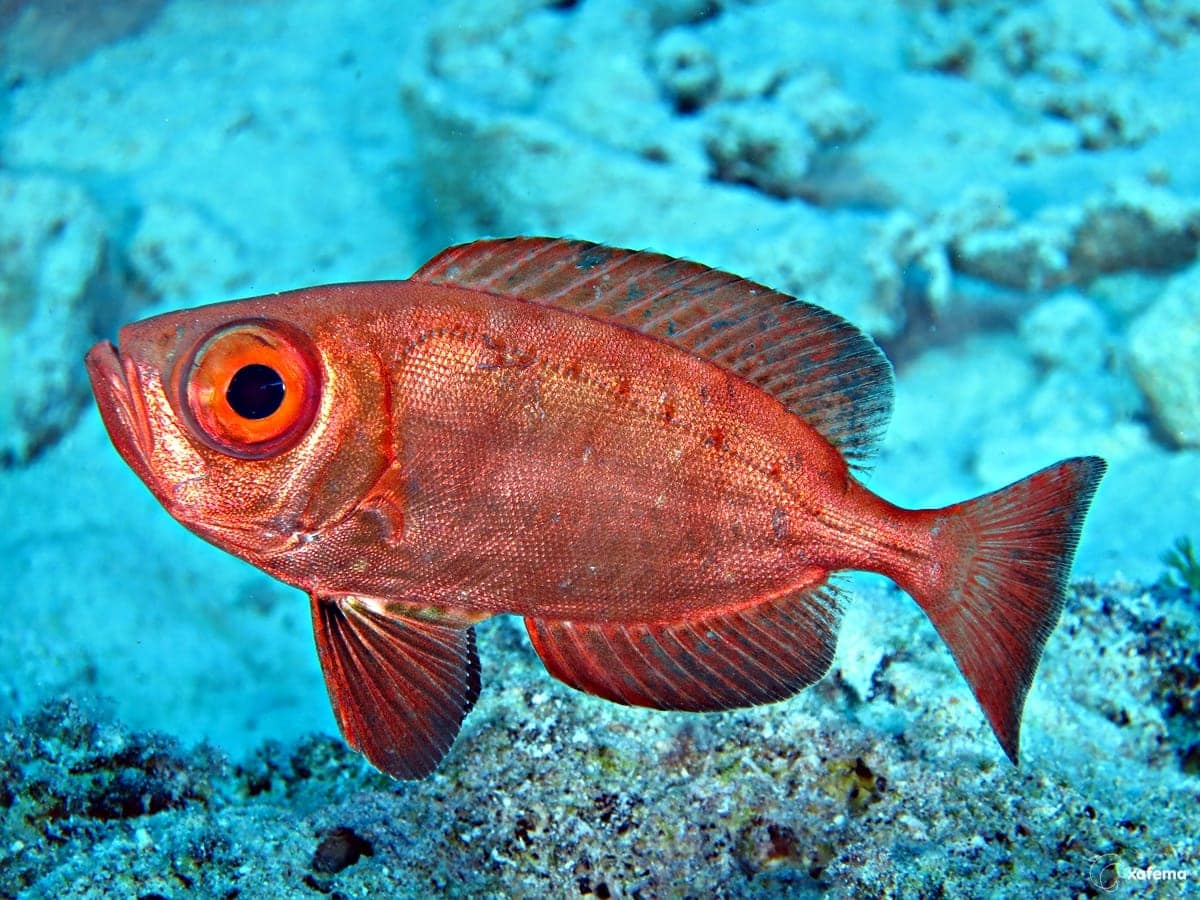 15836978669_a8edd2cc37_o