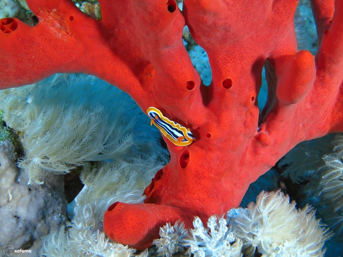 15837266767_456b5fa7ff_o