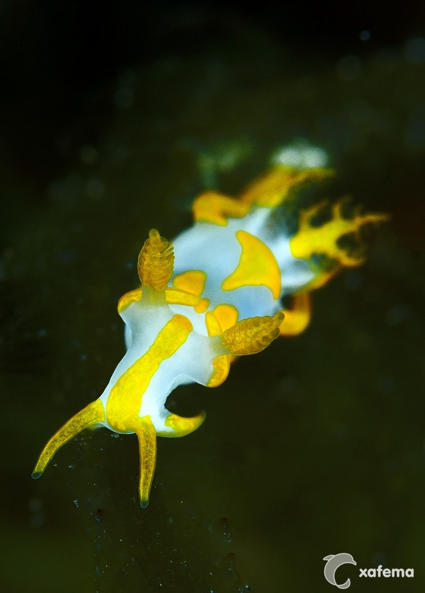 1_DSC_4432editsigned