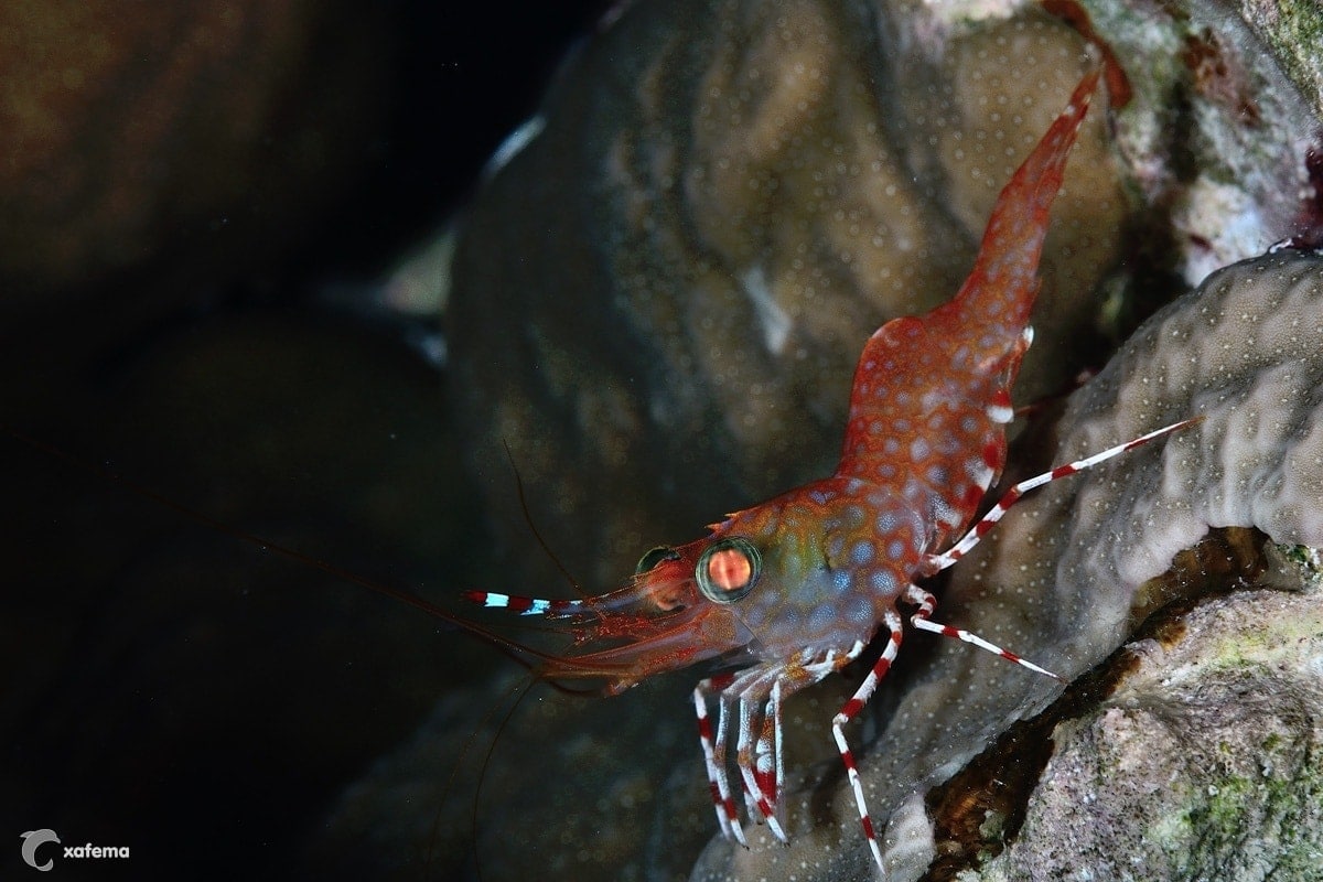 20987362404_8d6af68a9a_o