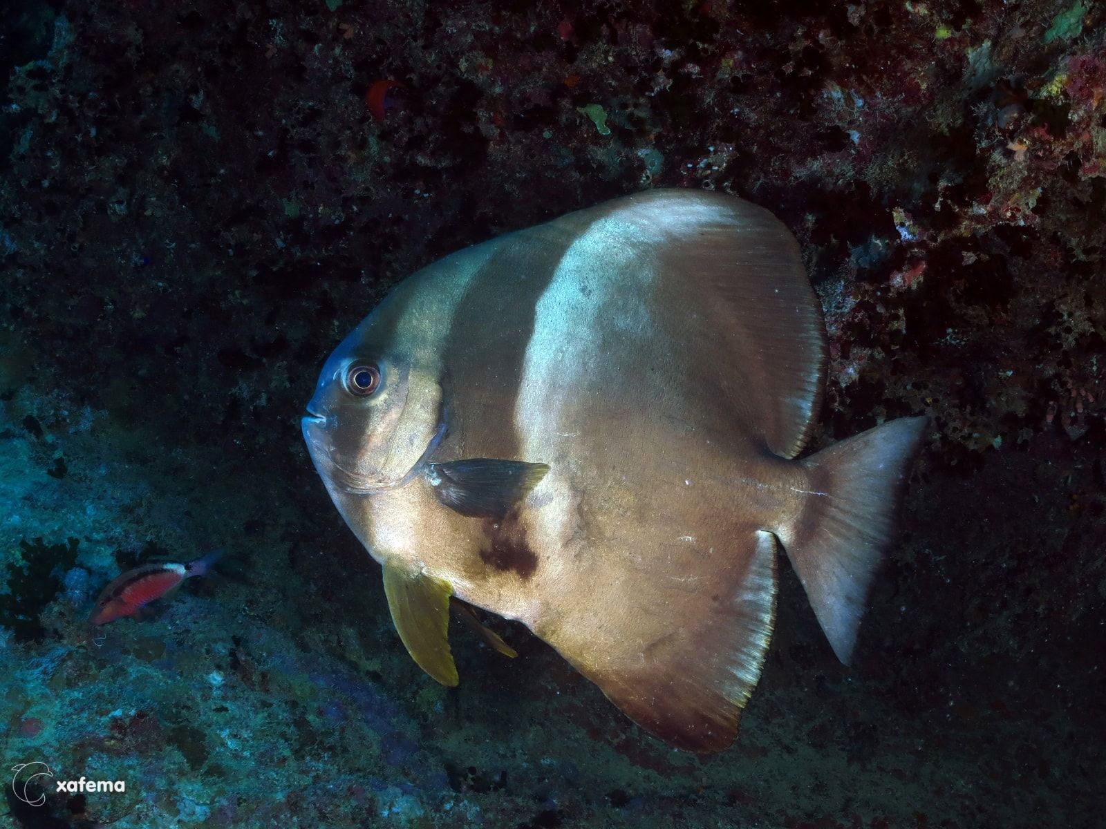 30242380185_5b9d17502e_o