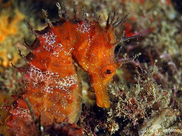 8154851351_ed418c0b2f_o