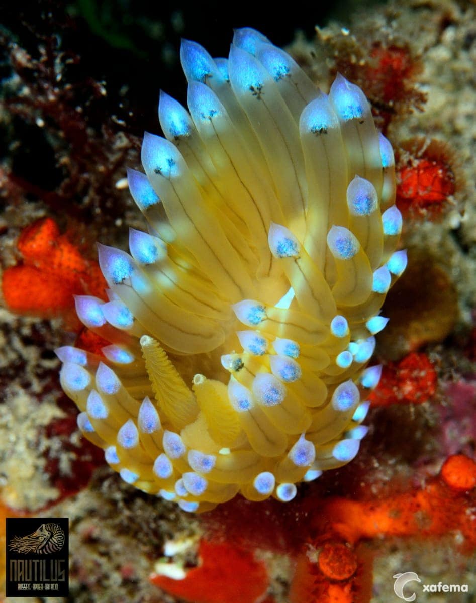 DSC_3979editedsigned-nautilus