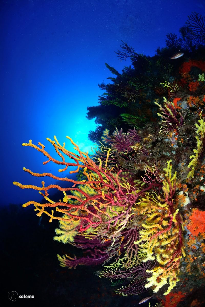 DSC_4643-editedsigned