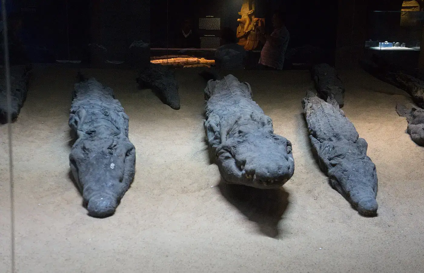 Crocodile mummies in Kom Ombo museum