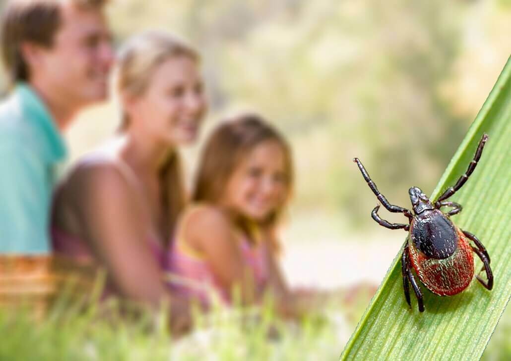 Zecken im Garten