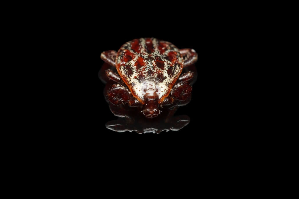 Zeckenart Dermacentor reticulatus