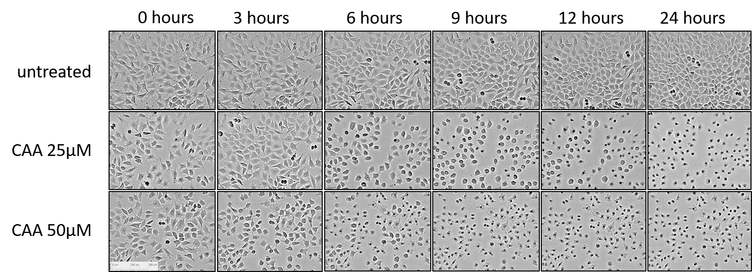 CAA chloroacetaldehyde effects on L929 cell morphology — dose-dependent