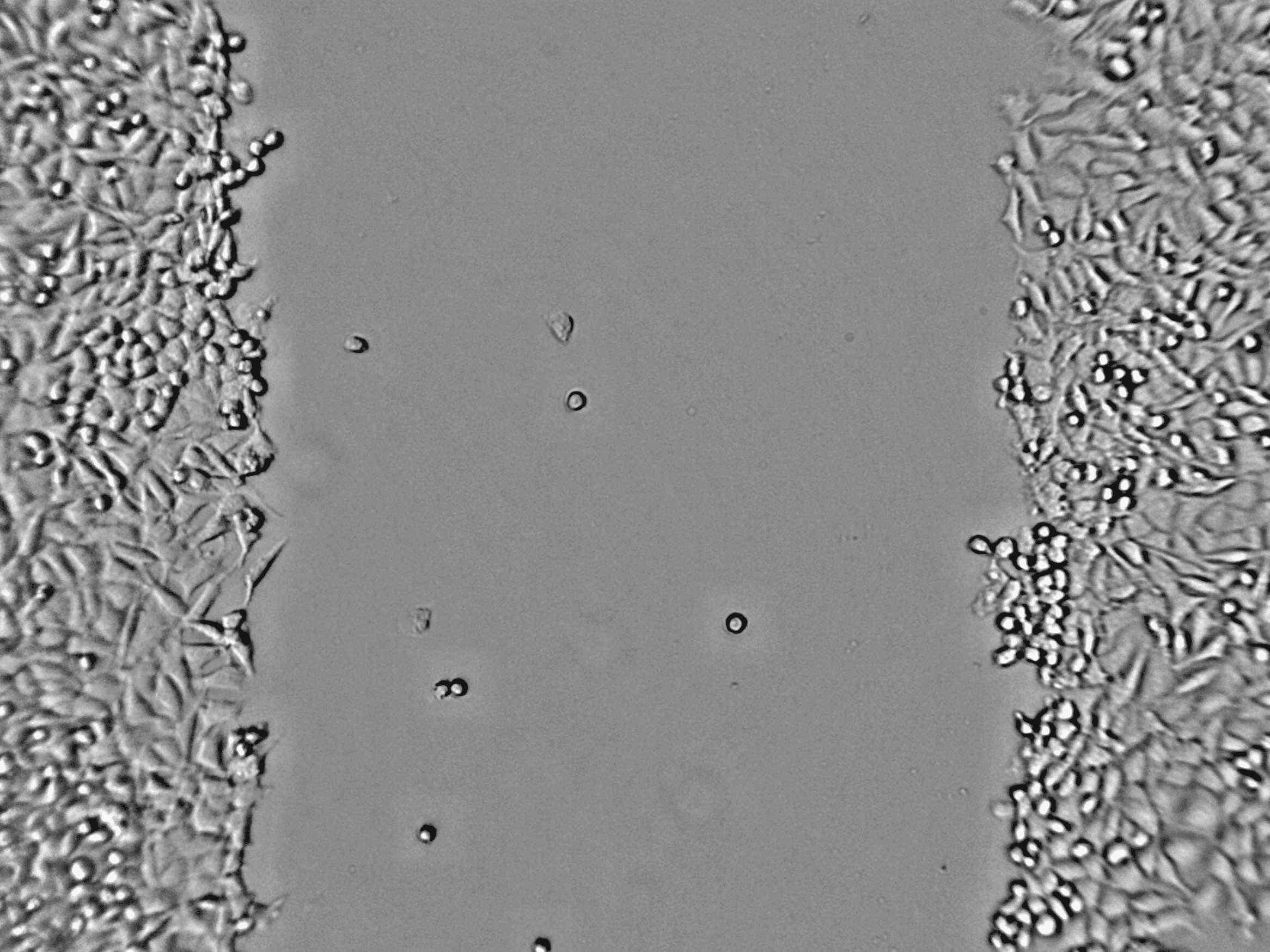 zenCELL owl scratch assay — automated wound healing monitoring incubator microscope