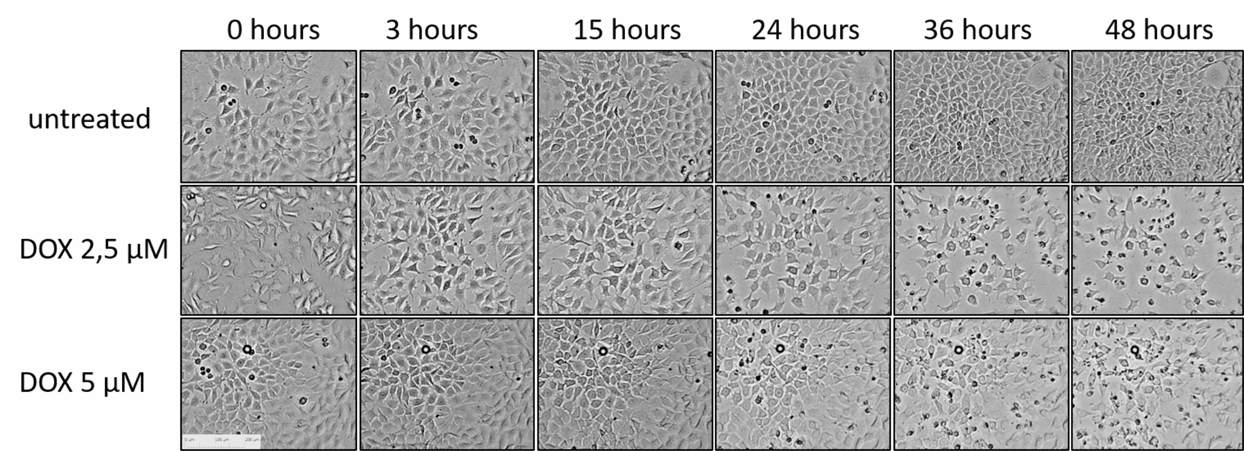 DOX doxorubicin effects on L929 cell morphology — growth inhibition
