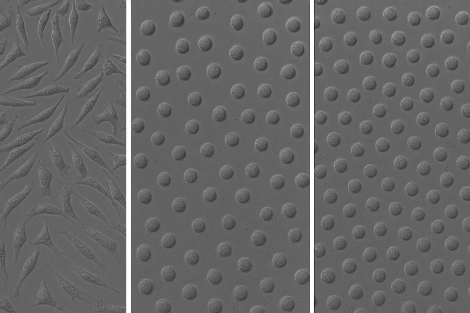 Vero cell morphological changes TcdA intoxication kinetics zenCELL owl timelapse