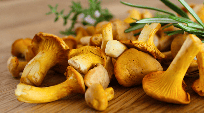 Chanterelles