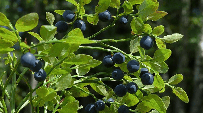 Berries