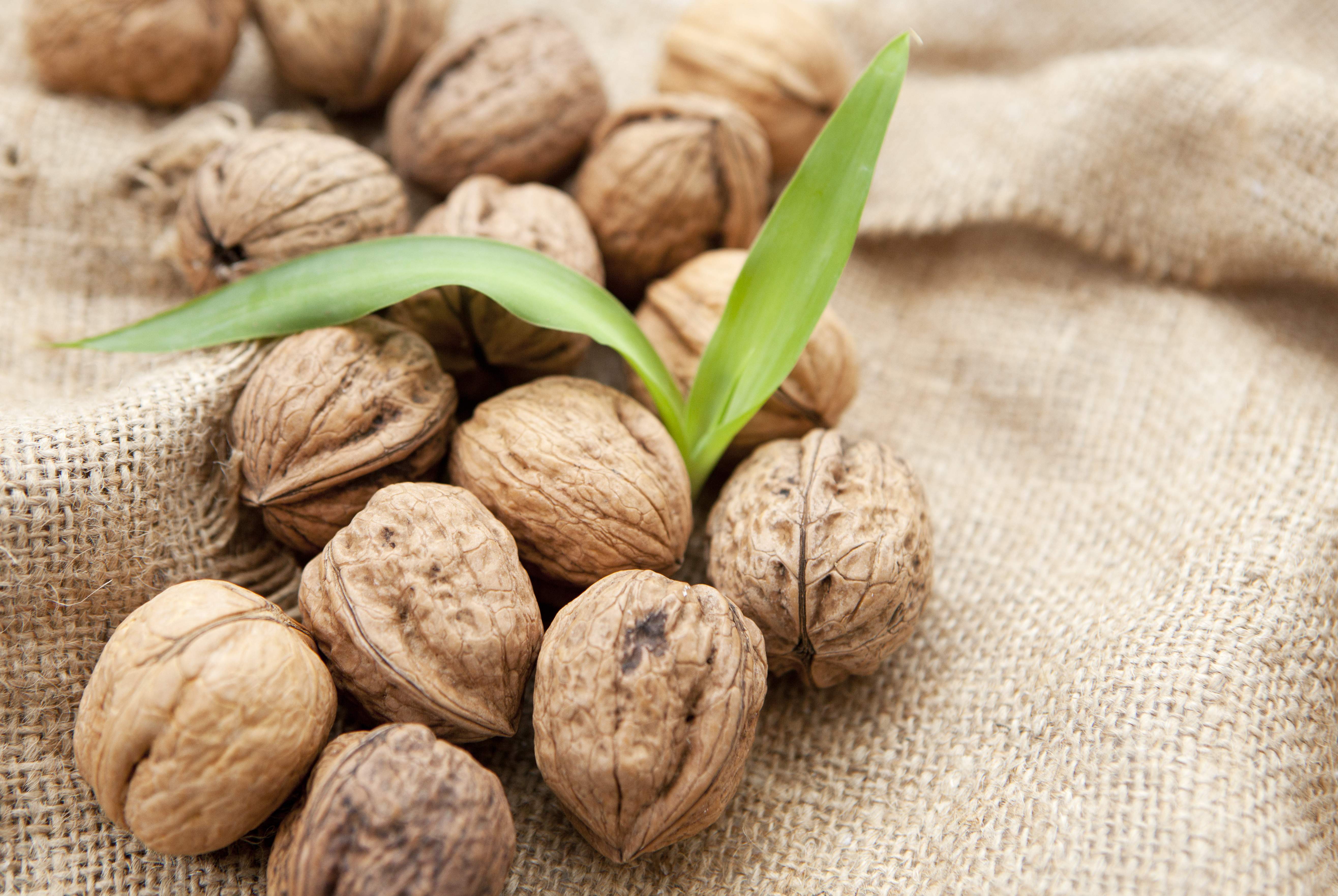 Premium walnuts close-up