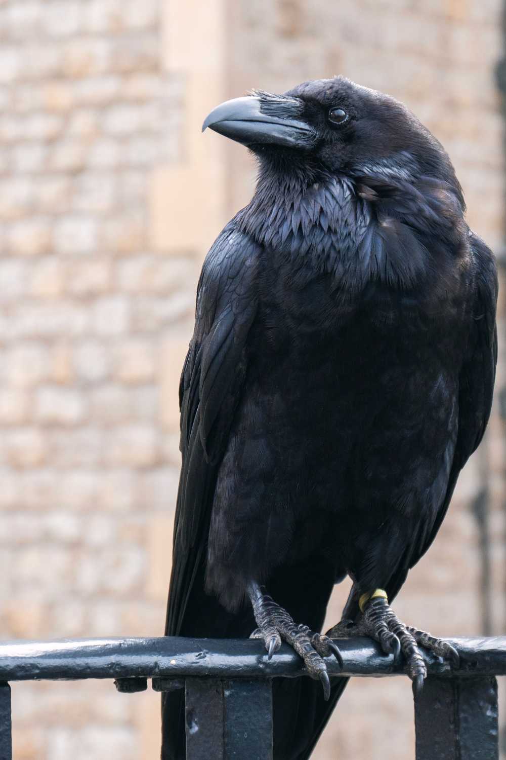 weird places, visit london, weird places to visit in london, raven