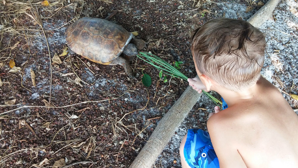 gopher turtle, the little fairytale traveler