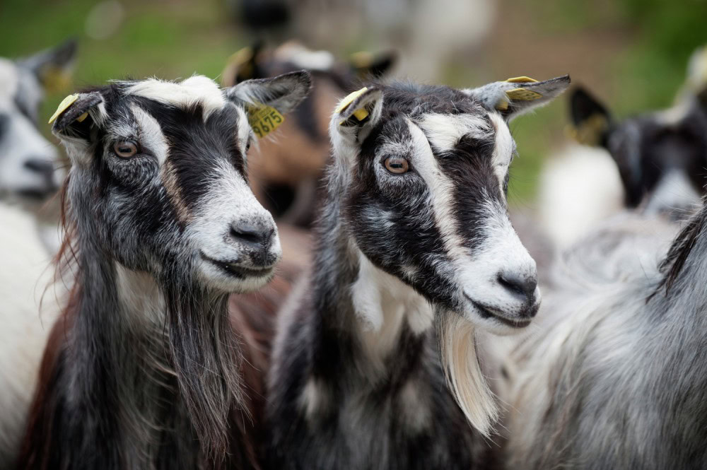 Hiking at Beitostølen Oppland. Norway, Goats