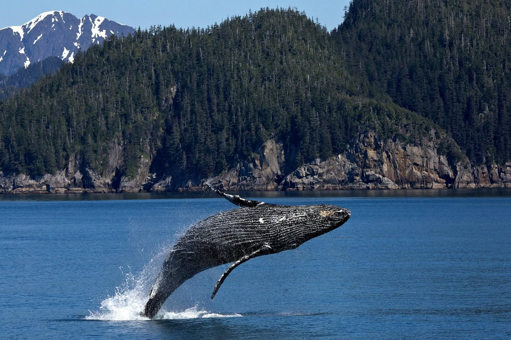 Cruise to alaska,