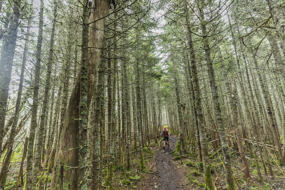 A photo of a woman running/ hiking through the forest