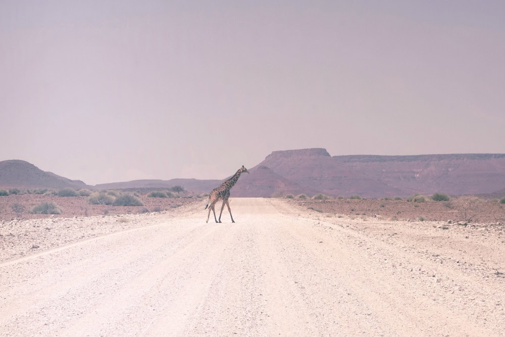 African Safari Namibia