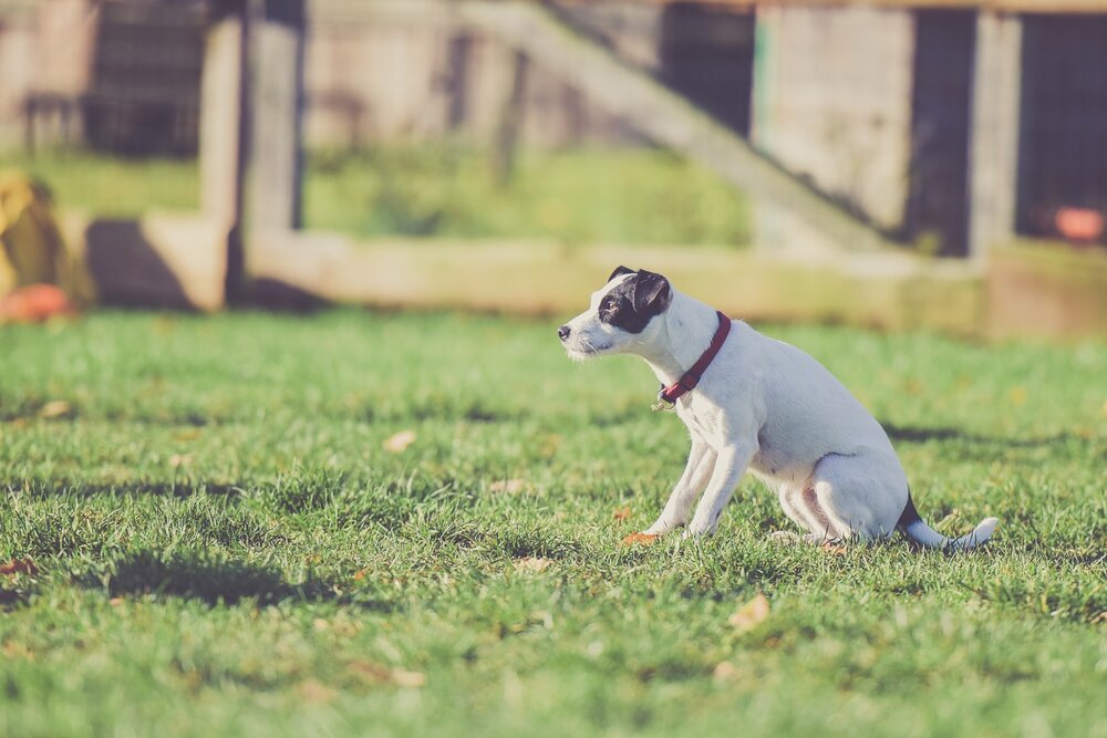 cute dog