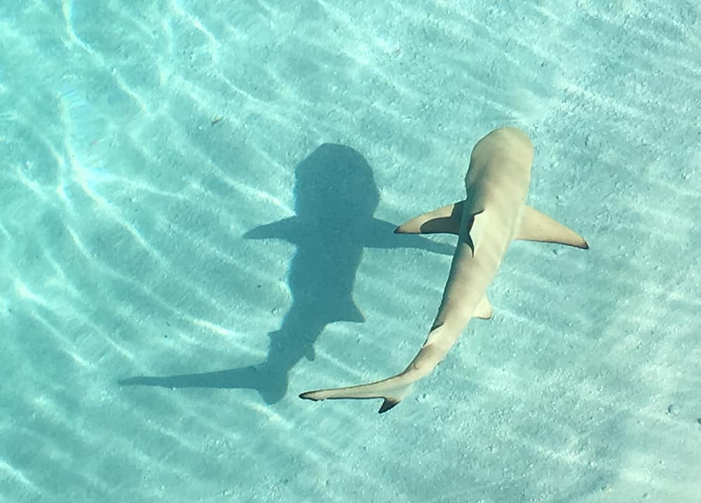 CONRAD MALDIVES: baby shark in the lagoon