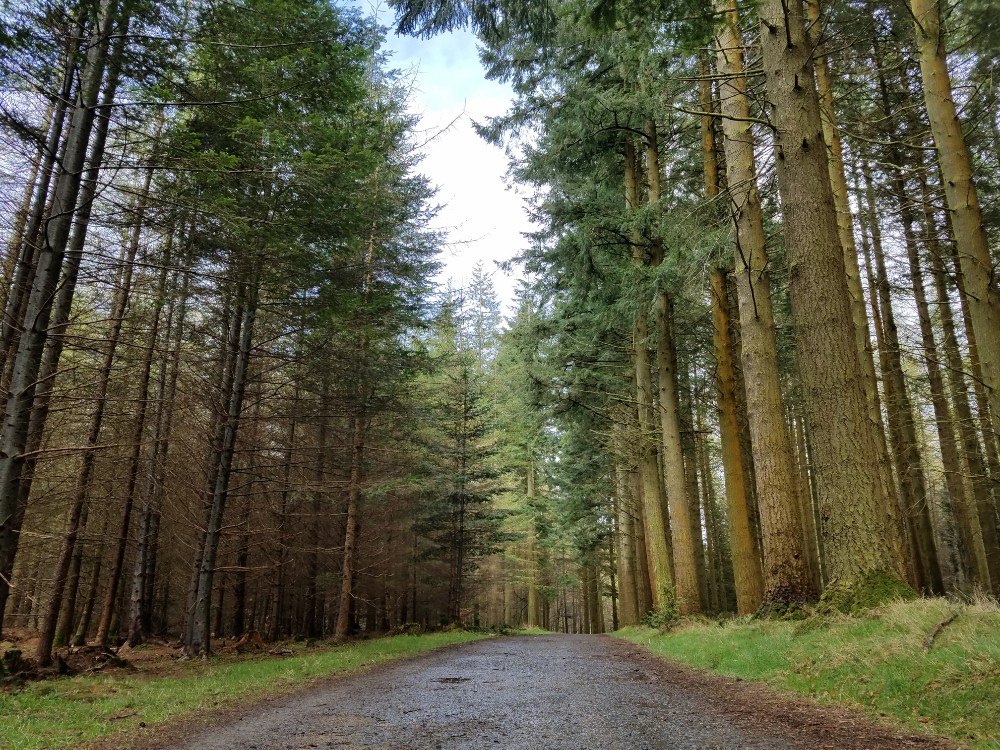 Game of thrones filming locations in northern ireland, tollymore forest