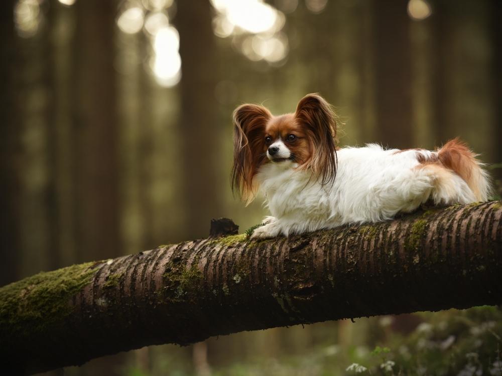 Papillion, travel friendly dog breeds